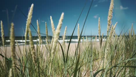 there is wavy sea and beach behind the herbs