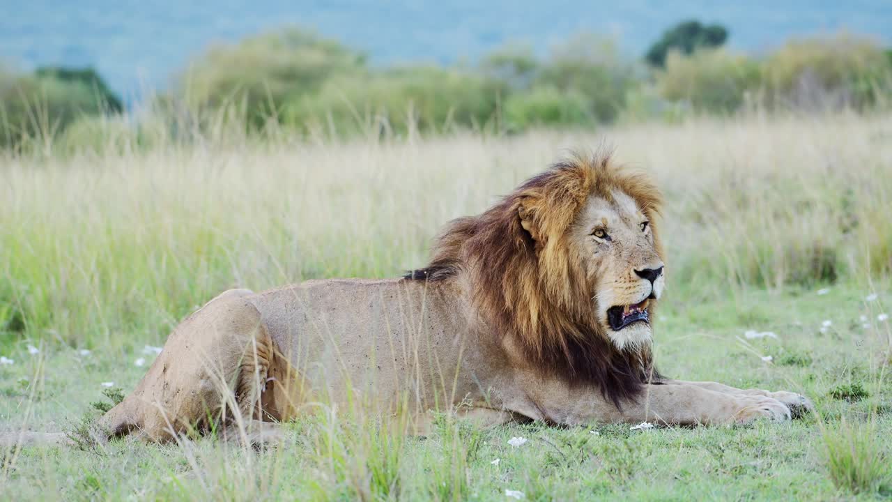 Male lion in Maasai Mara National Reserve in Kenya, Africa, Beautiful African Wildlife on Safari in Masai Mara, Mara North Conservancy, Big Five Animal Lying on Ground