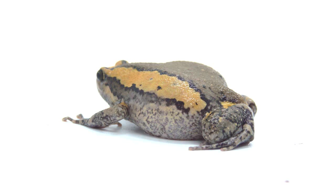 색 화면에서 줄이 있는 황소 개구리 또는 아시아 은 입 개구리