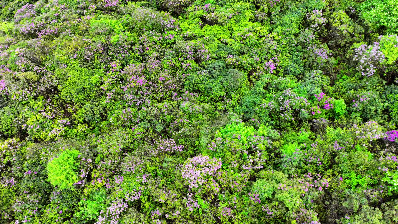 ирландия эпические места дрон смотрит вниз на густый лес рододендронов в цветении в солнечный летний день