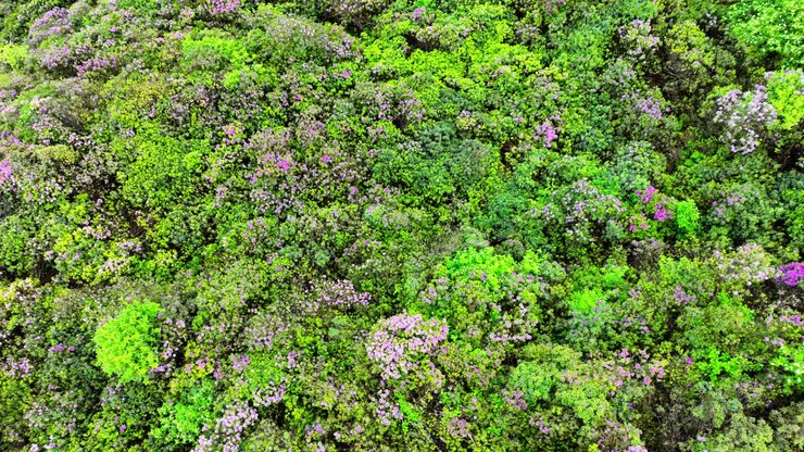Luoghi epici dell'Irlanda: drone riprende dall'alto una fitta foresta di rododendri in fiore in una soleggiata giornata estiva