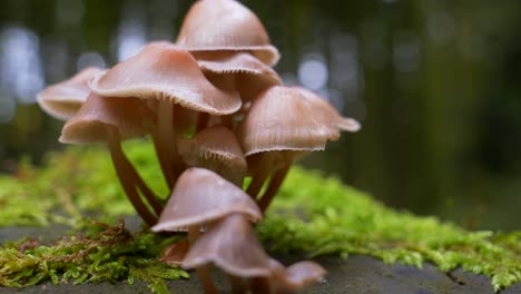 Close-up-circle-shot-of-wet-mushroom-family-on-mossy-landscape