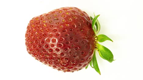 time lapse of strawberries rotting over white background, microorganisms and mold development on strawberries
