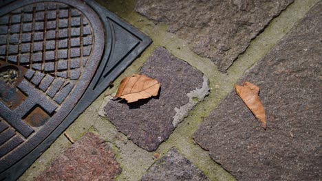 a close-up of stone pavement with fallen autumn leaves and part of a metal grate in soft daylight