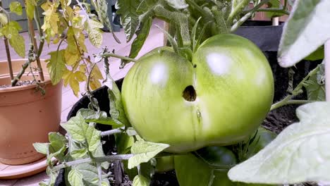 tomato problems and disease, tomato on the vine