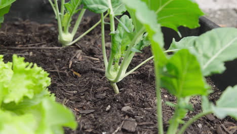 Close-Up-Small-Kohlrabi-plant-Organic-and-Homegrown