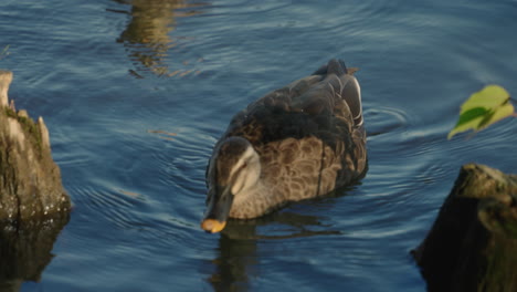 Östliche-Fleckschnabelente,-Die-An-Einem-Sonnigen-Tag-Im-Teich-Nach-Nahrung-Sucht