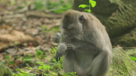 Itchy-Long-tailed-Macaque-in-Ubud-Monkey-Forest-Rubbing-Arm---Portrait-shot-Bali,-Indonesia