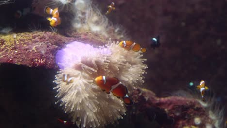 Ocellaris-clownfish-are-swimming-in-coral-at-Phuket-aquarium,-Thailand