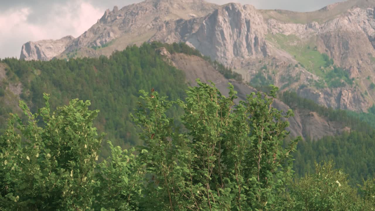 mirando hacia arriba por encima de las copas de los árboles verdes a los picos de las montañas por encima de barcelonnette, francia
