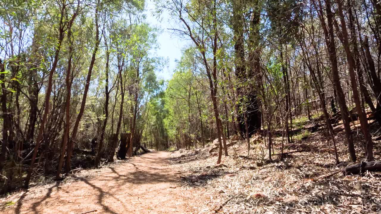un paseo sereno a través de un bosque iluminado por el sol