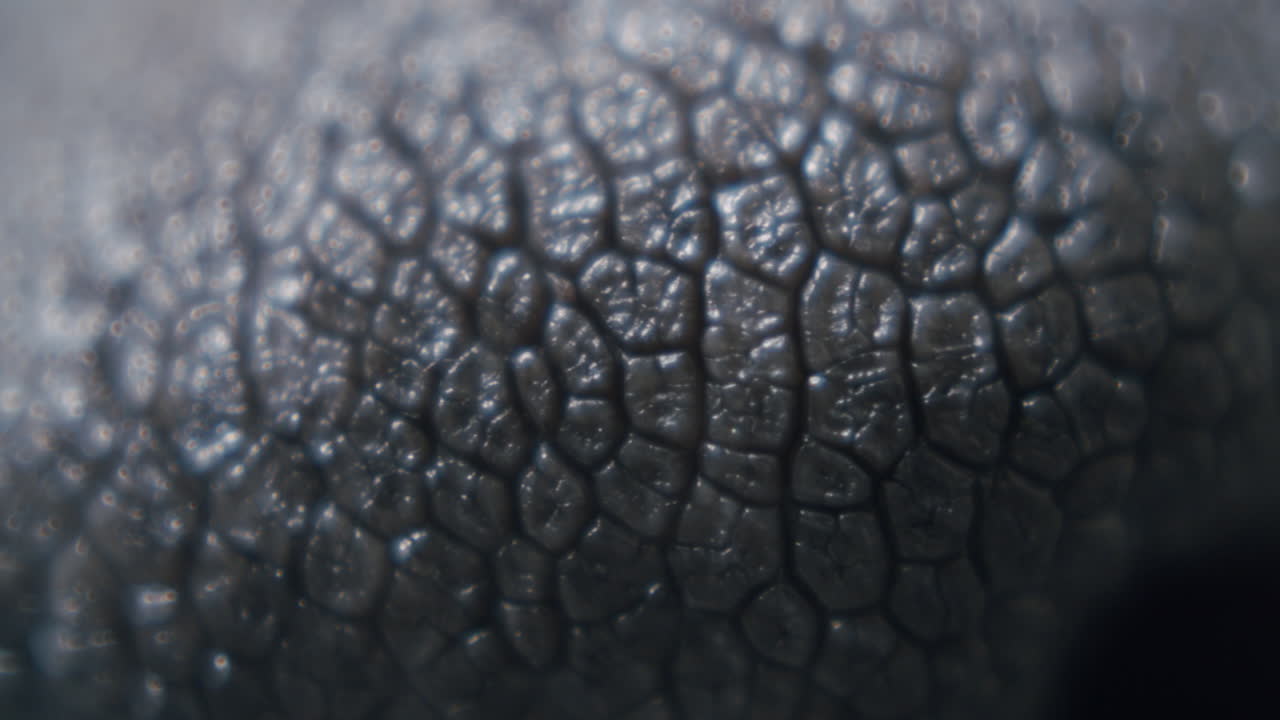 개 코의 극단적인 매크로 샷