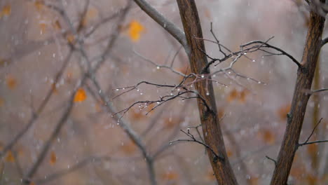 scene of dull late autumn bare trees with falling snow