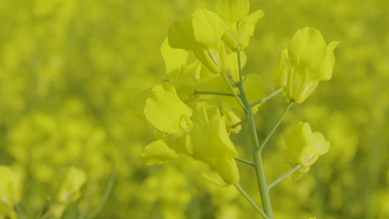 Primo piano di un fiore giallo di colza ondeggiante.