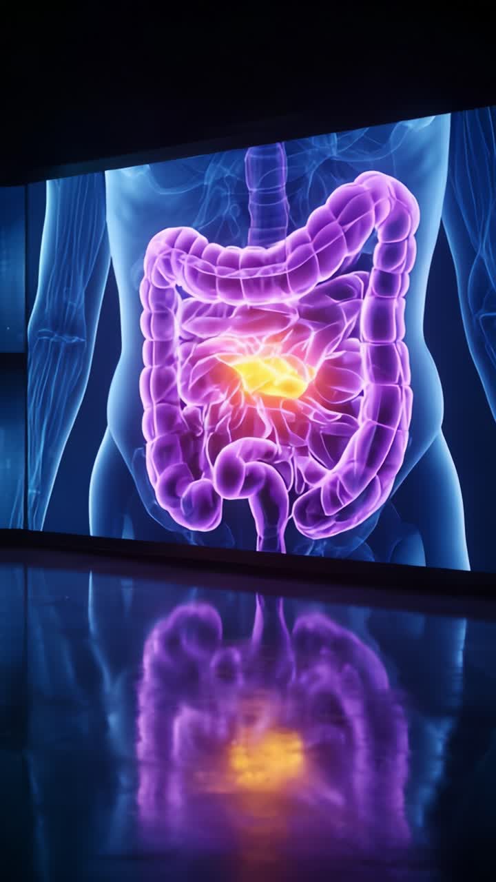 Anatomy Visualization of the Human Digestive System Highlighting the Intestines and Stomach with Colorful Illustrations and Illuminated Details for Educational Purposes