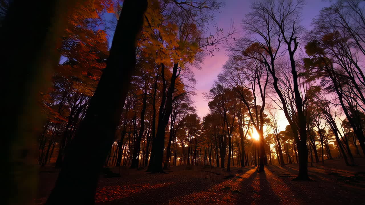 Autumn Sunset Forest