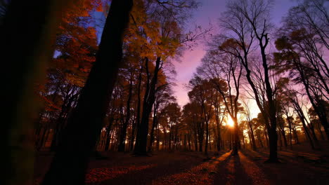 autumn sunset forest