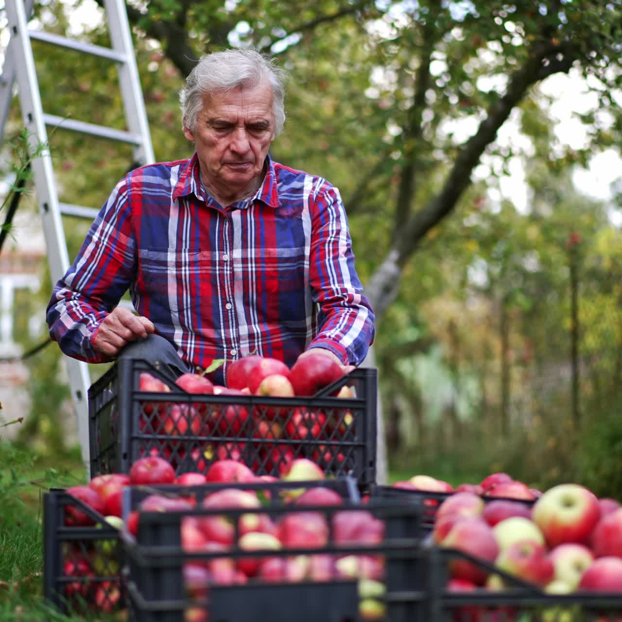 Adult man comes up to few boxes of apples. Male farmer looking over the ripe fruit to check if they are fine. Nature backdrop