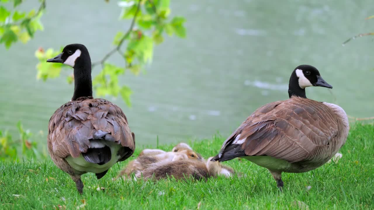 Goslings Huddled in the Rain