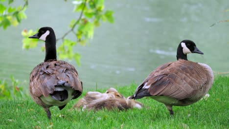 goslings huddled in the rain
