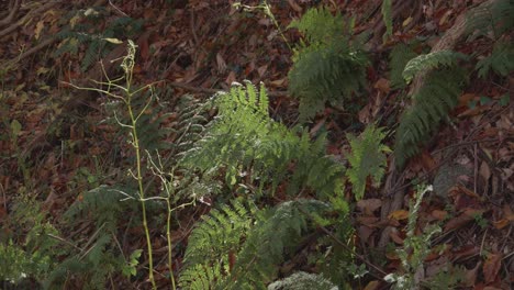 Farne-Am-Boden,-Im-Herbst,-Wissahickon-Creek