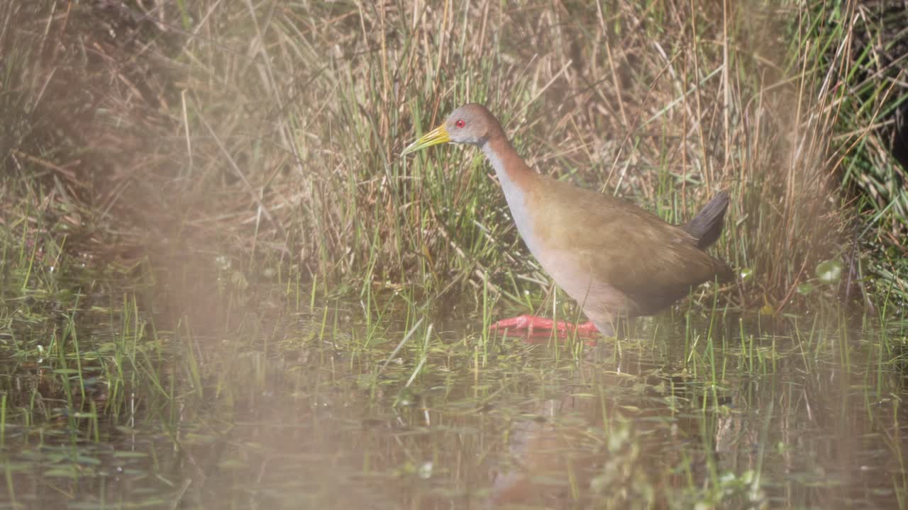 Grey necked Wood Rail moves cautiously through undergrowth, scanning for food or threats, slow motion reflection in water