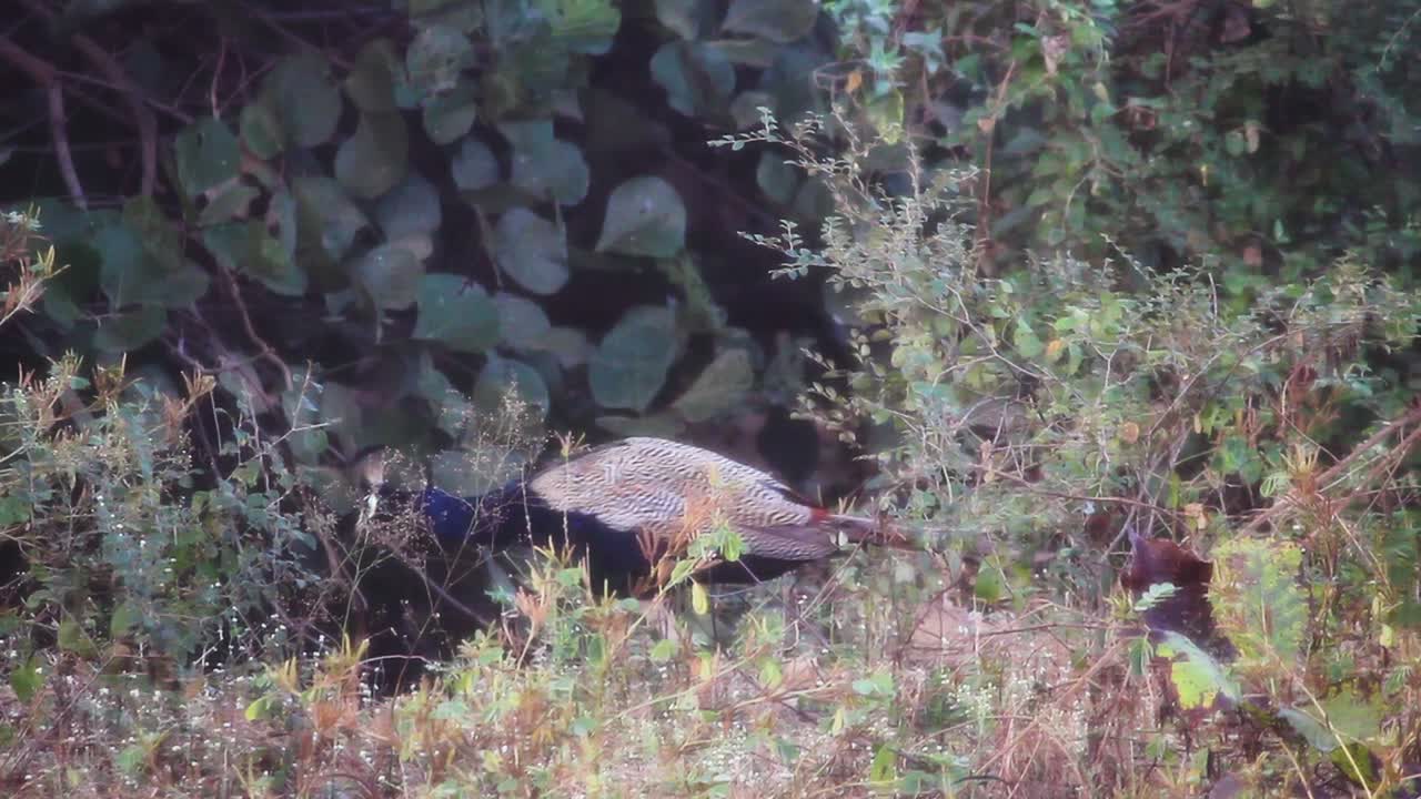 hermoso pavo real solo consciente en arbustos buscando otros pavos reales i pavo real en arbustos almacen de video