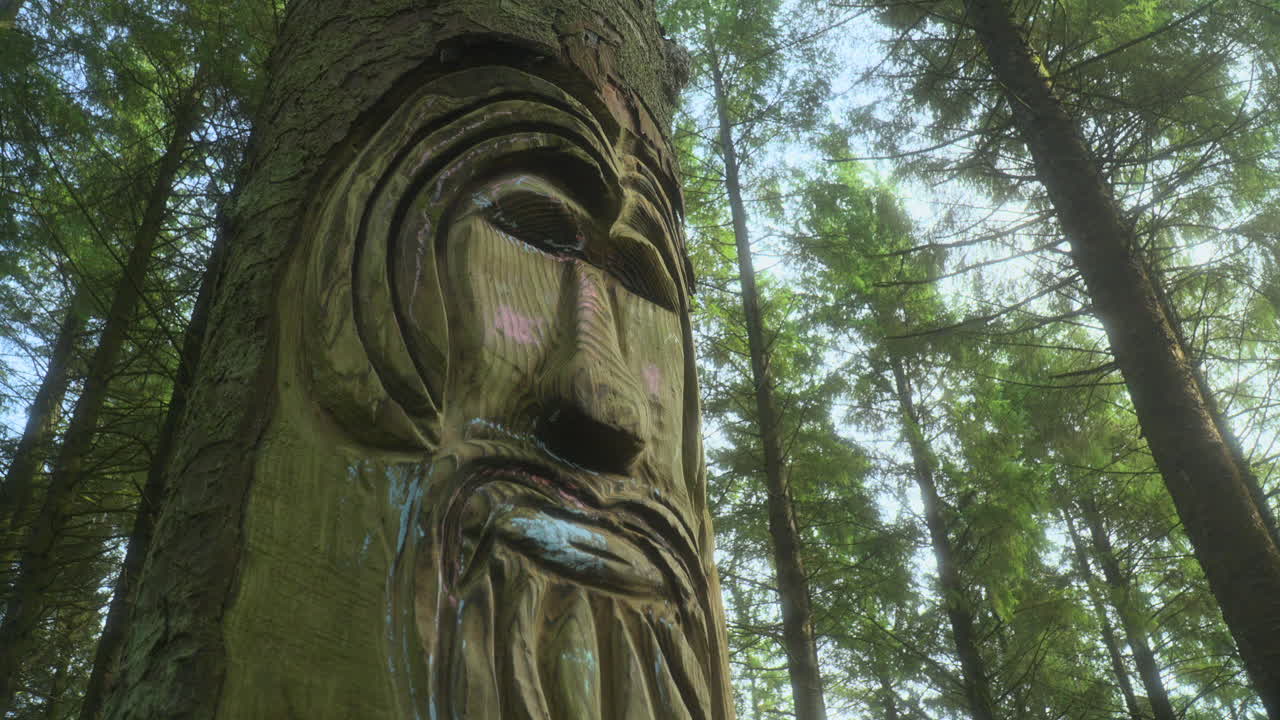 Volto intagliato nel tronco di un pino in una foresta isolata, con alberi sullo sfondo che ondeggiano alla brezza in un giorno d'estate e panoramica molto lenta