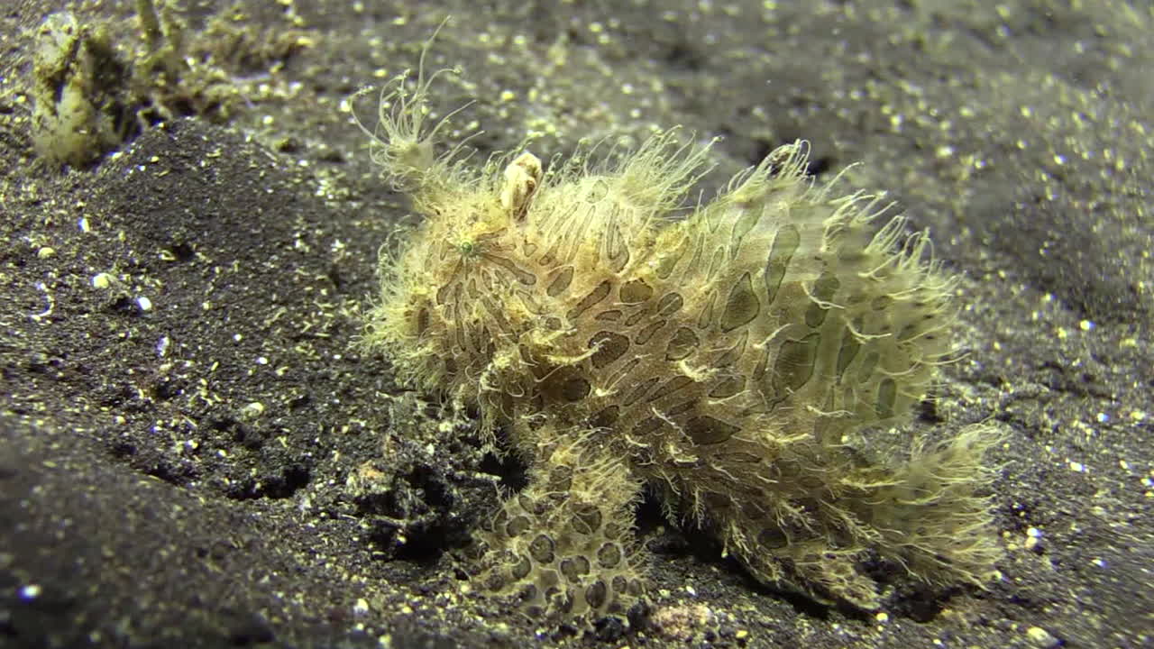 낮 동안 모래 바닥에서 왼쪽에서 오른쪽으로 걷는 피부에 명확하게 보이는 반점과 패치가 있는 털이 많은 프로그피쉬, 중간에서 장거리 샷