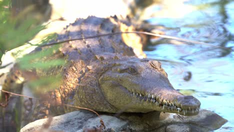 Nahaufnahme-Eines-Größten-Lebenden-Reptilien-Salzwasserkrokodils,-Crocodylus-Porosus,-Das-Sich-Am-Flussufer-Sonnt