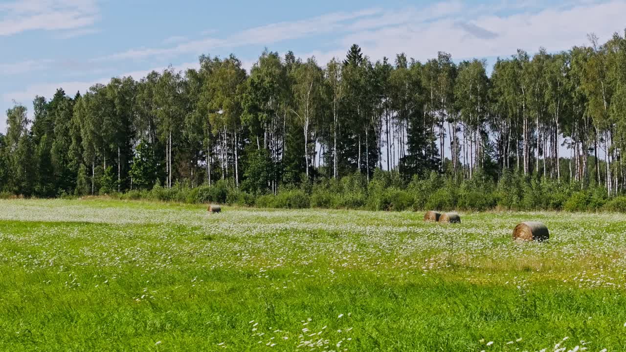 Ballen auf blühender Wiese in ländlicher Sommerlandschaft Lettlands