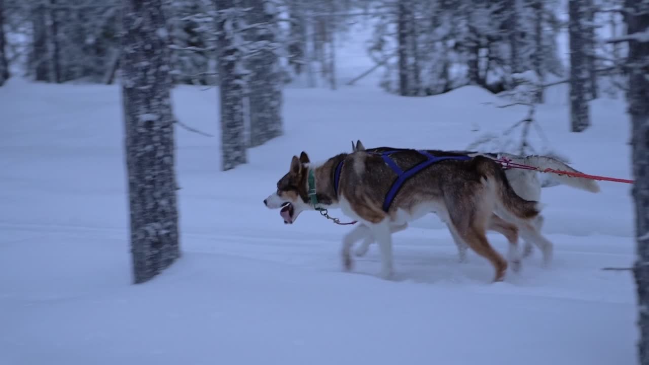 Dogs Sledding in a Winter Wonderland
