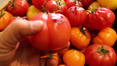 hand picking tomatoes from a vibrant market display