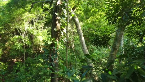 jungle gimbal shot moving to long vine hanging in between the trees