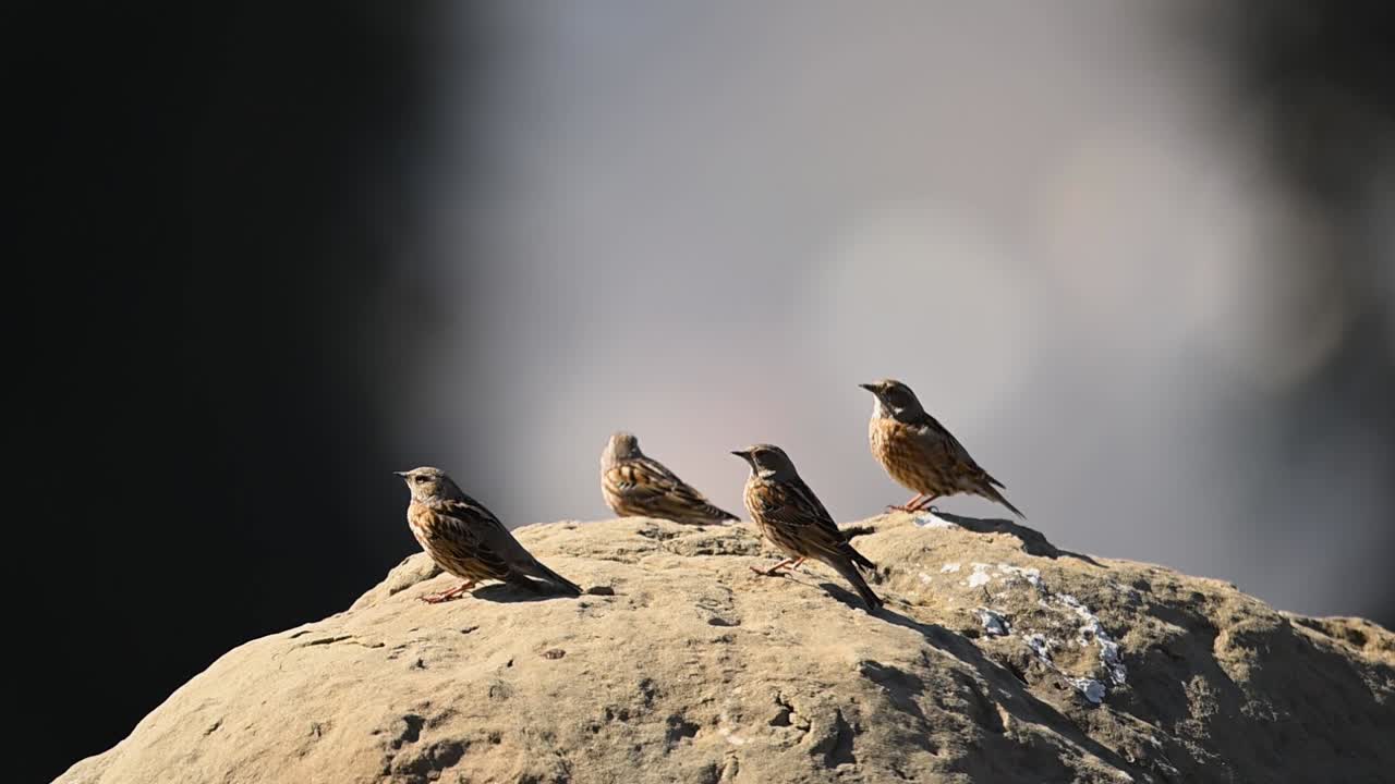 Et elegant foto af Altai-jernspurve spredt ud over en stenet eng, hvor fuglene falder i ét med bjergenes grå og brune nuancer