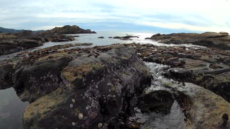 Exploring-ocean-tide-pools