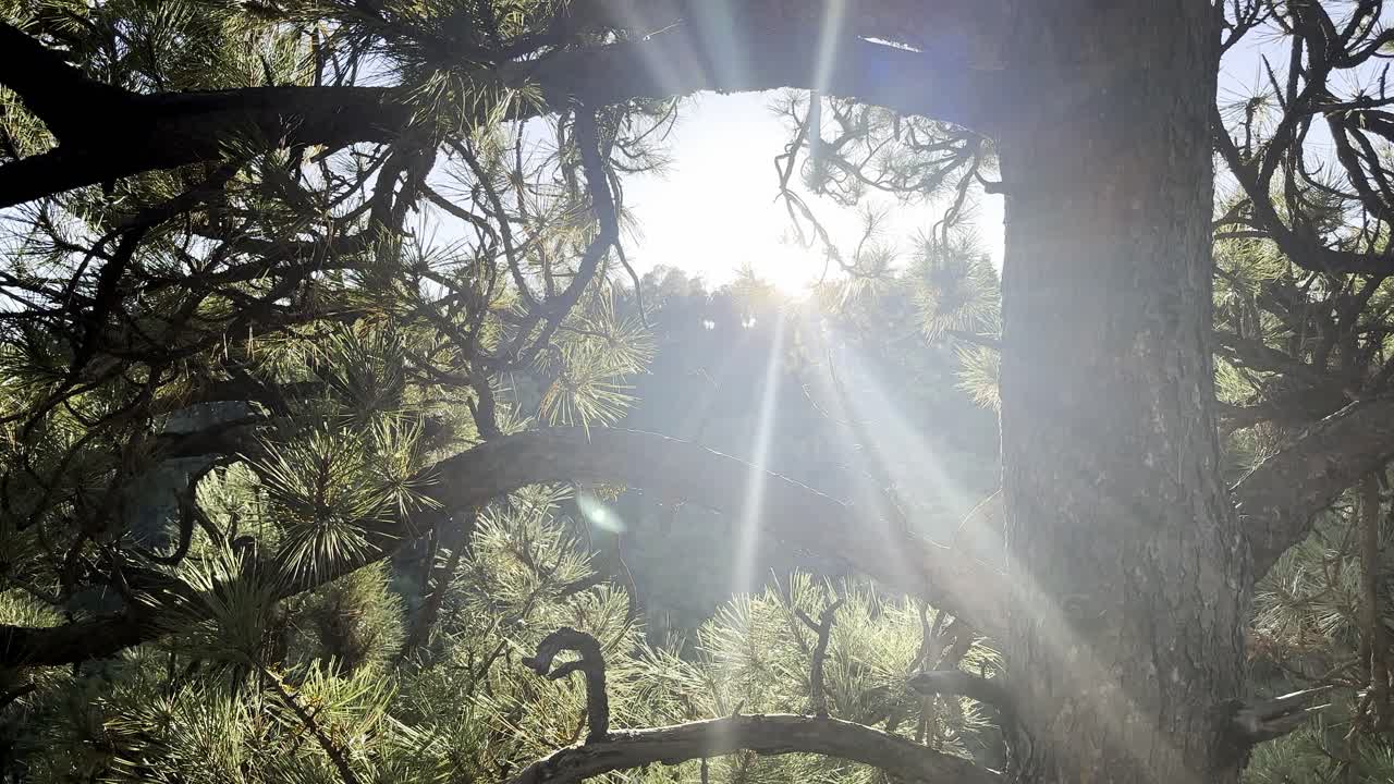 Morning sun shining through pine trees