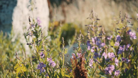 purple mountain flowers swaying in a light breeze