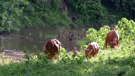 el banteng o tembadau, es un ganado salvaje que se encuentra en el sudeste asiático y se extinguió en algunos países