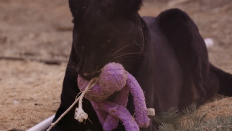 Black-Leopard-holds-onto-chew-toy-and-reluctant-to-let-it-go---looks-around-at-handlers