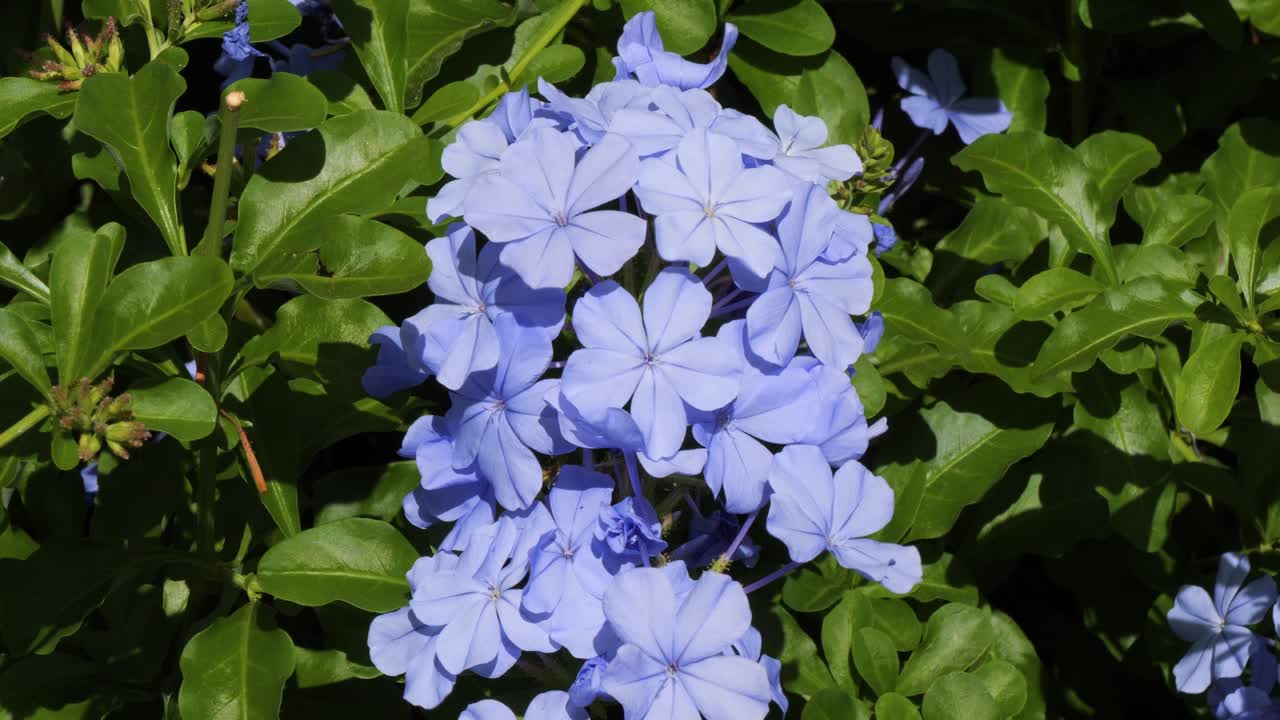 Plumbago auriculata (Forget-Me-Not) filmed at the house of the writer James Norman Hall in Papeete,Tahiti.
