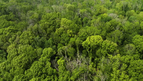 Vista-Aérea-De-Frondosos-árboles-En-Los-Bosques-Del-Parque-Estatal-Big-Cypress-Tree,-Condado-De-Welley,-Tennessee,-Estados-Unidos