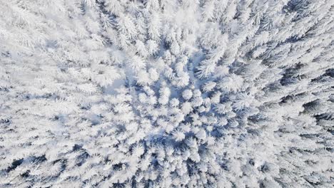 Volar-Sobre-Las-Copas-De-Los-árboles-Nevados-En-Un-Bosque-De-Coníferas---Vista-Aérea-De-Drones-De-Arriba-Hacia-Abajo