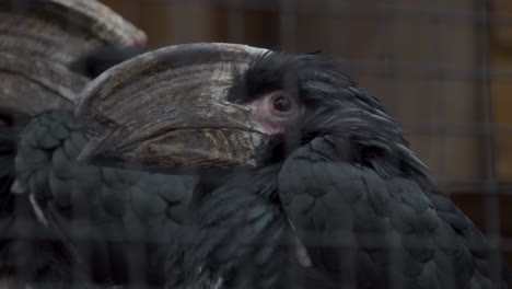 Portrait-of-trumpeter-hornbill--in-bird-enclosement