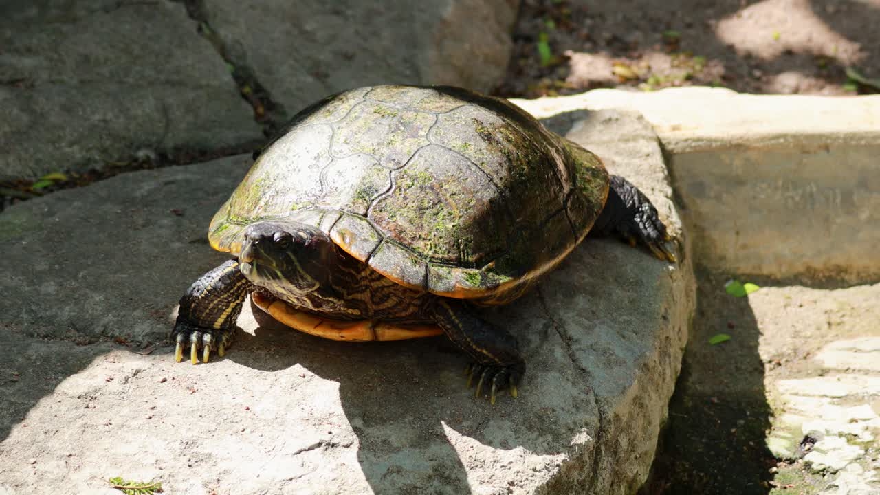 Turtle resting on rock in natural sunlight