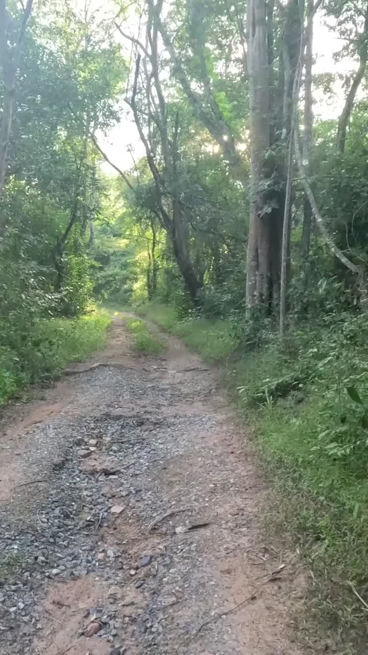 progressione lungo una strada di ghiaia in una foresta lussureggiante.