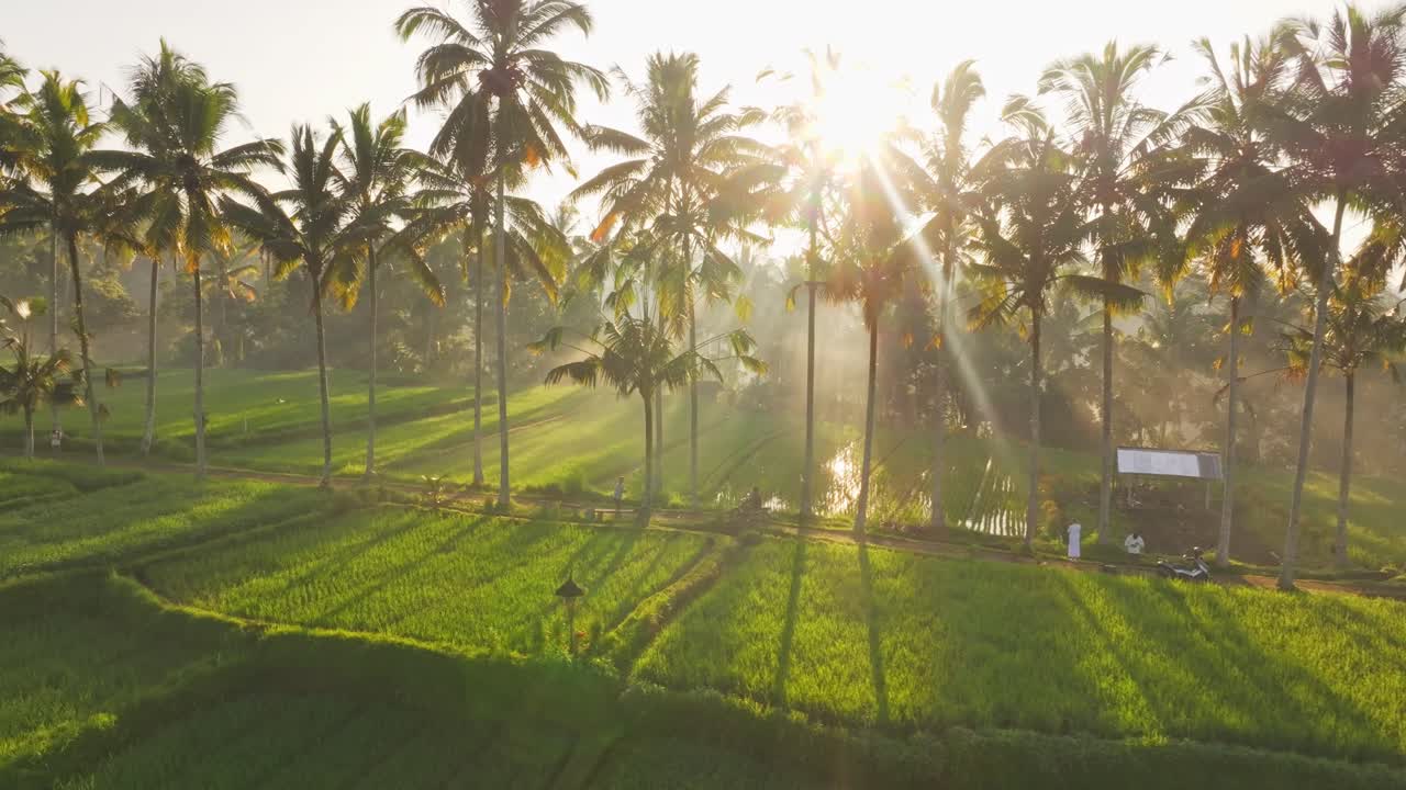 Vista aerea di rigogliose risaie vicino a Ubud all'alba con nebbia leggera, palme e paesaggio agricolo tropicale.