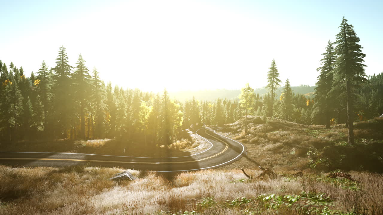 un camino sinuoso a través de un bosque con un sol brillando