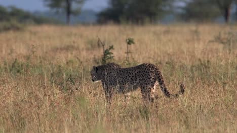 fotografía en cámara lenta de un guepardo acechando a su presa a través de la hierba larga en el serengeti