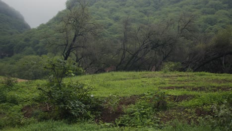 Tranquila-Y-Pacífica-Naturaleza-Verde-Con-Montañas-Brumosas